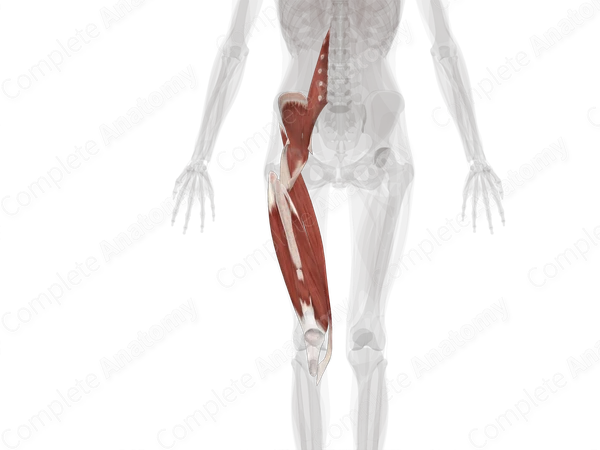 Anterior Compartment of Thigh (Left)