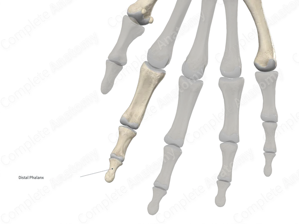 Distal Phalanx of Index Finger