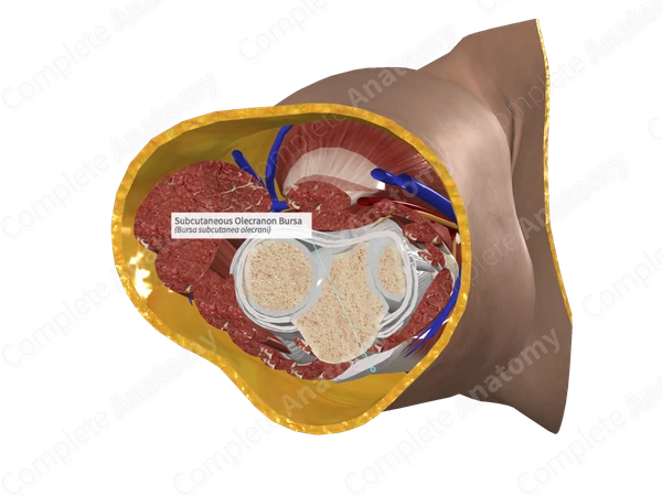 Subcutaneous Olecranon Bursa