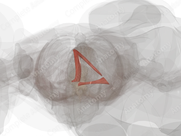 Muscles of Superficial Perineal Space (Left Half)