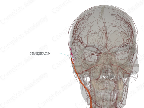 Middle Temporal Artery (Left)