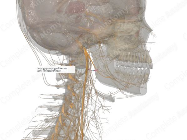 Laryngopharyngeal Nerves (Right)