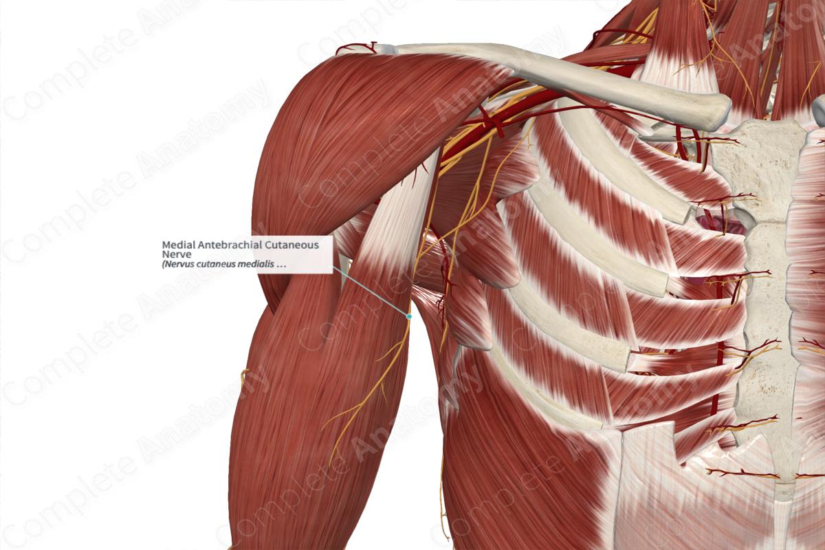 Medial Antebrachial Cutaneous Nerve 