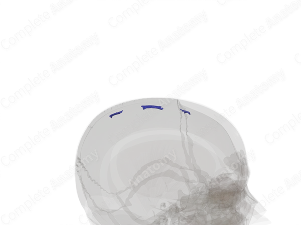 Lateral Lacunae