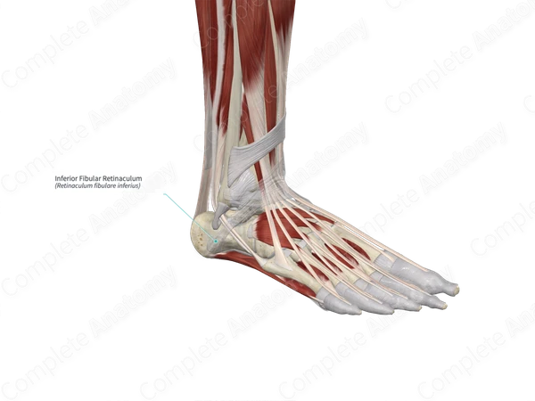 Inferior Fibular Retinaculum
