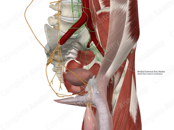 Medial External Iliac Nodes