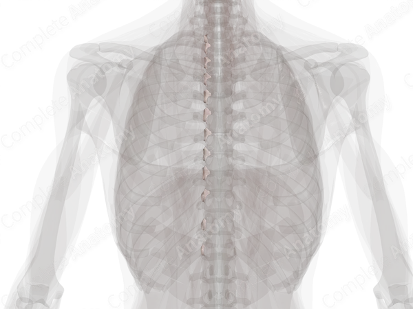 Joint of Head of Rib (Left)