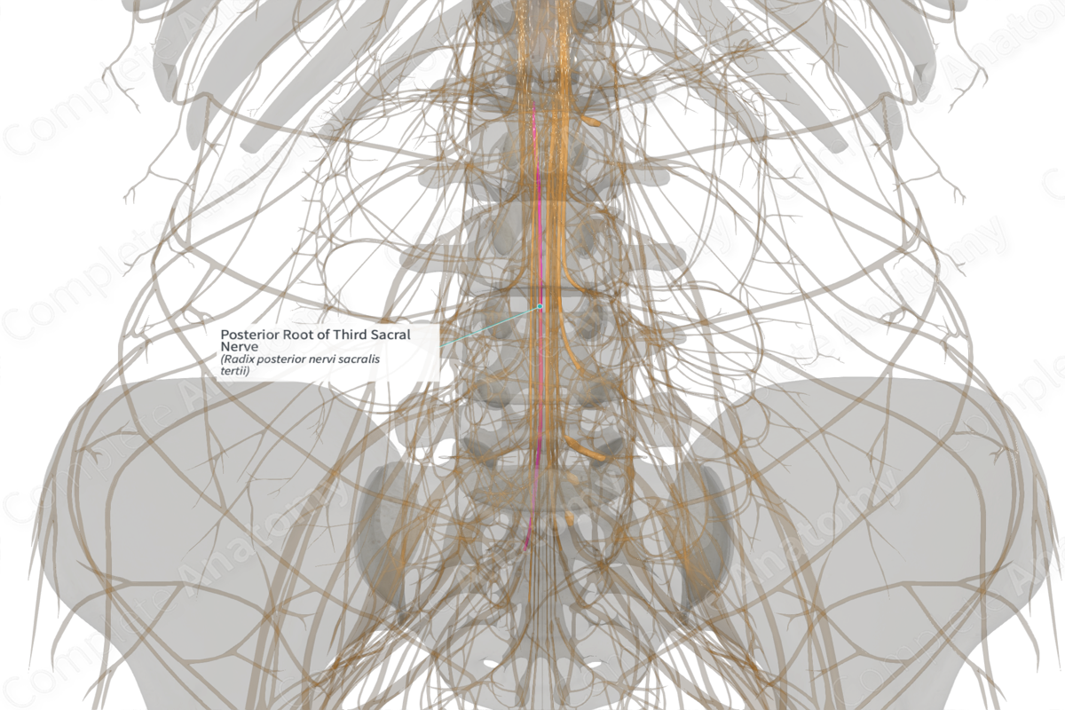 Posterior Root of Third Sacral Nerve (Left)