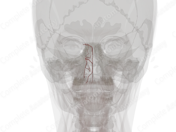 Arteries of Nasal Cavity (Left)
