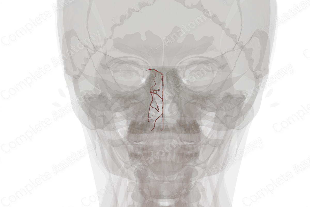 Arteries of Nasal Cavity (Left)