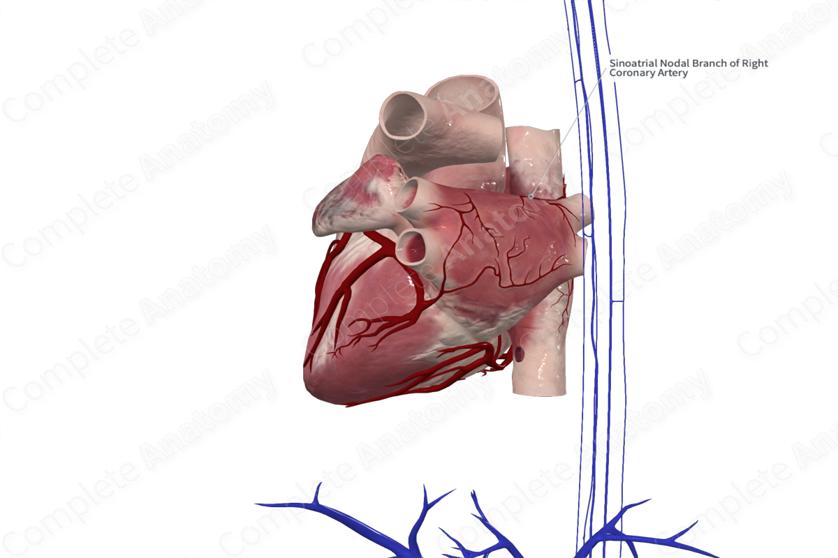Sinuatrial Nodal Branch of Right Coronary Artery