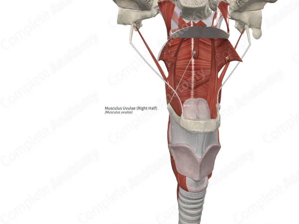 Musculus Uvulae (Right Half)
