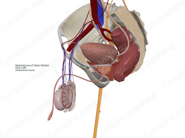 Mediastinum of Testis (Medial Part; Left)