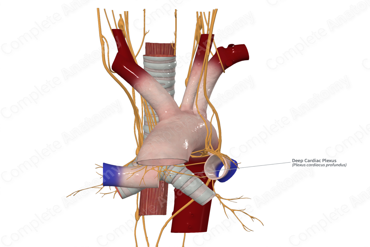 Deep Cardiac Plexus