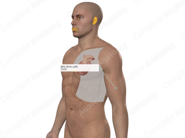 Skin (Arm; Left)