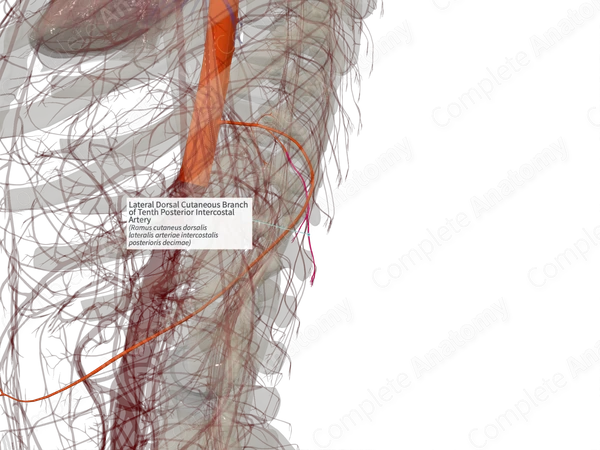 Lateral Dorsal Cutaneous Branch of Tenth Posterior Intercostal Artery (Right)