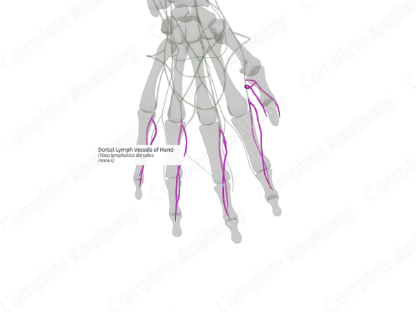 Dorsal Lymph Vessels of Hand (Left)