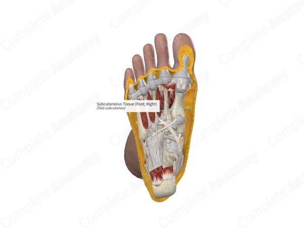 Subcutaneous Tissue (Foot; Left)