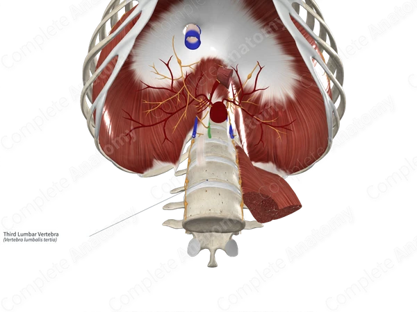Third Lumbar Vertebra