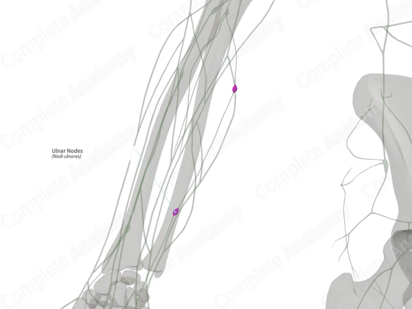 Ulnar Nodes (Right)