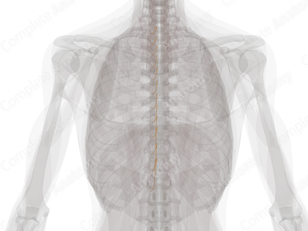Anterior Roots of Thoracic Nerves (Left)