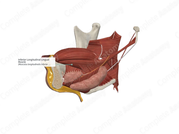 Inferior Longitudinal Lingual Muscle 