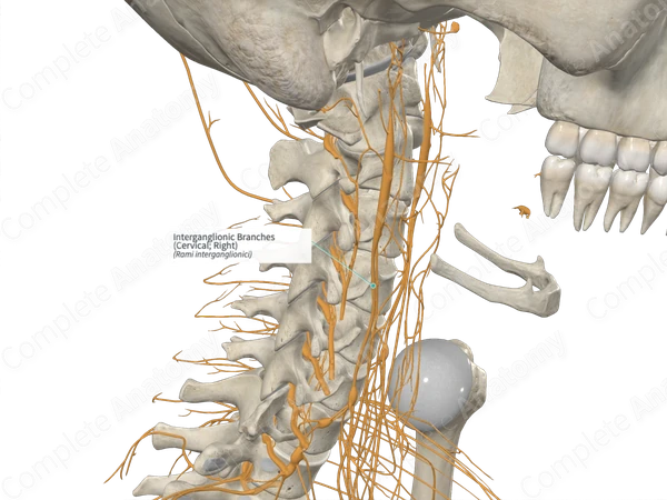 Interganglionic Branches (Cervical; Right)