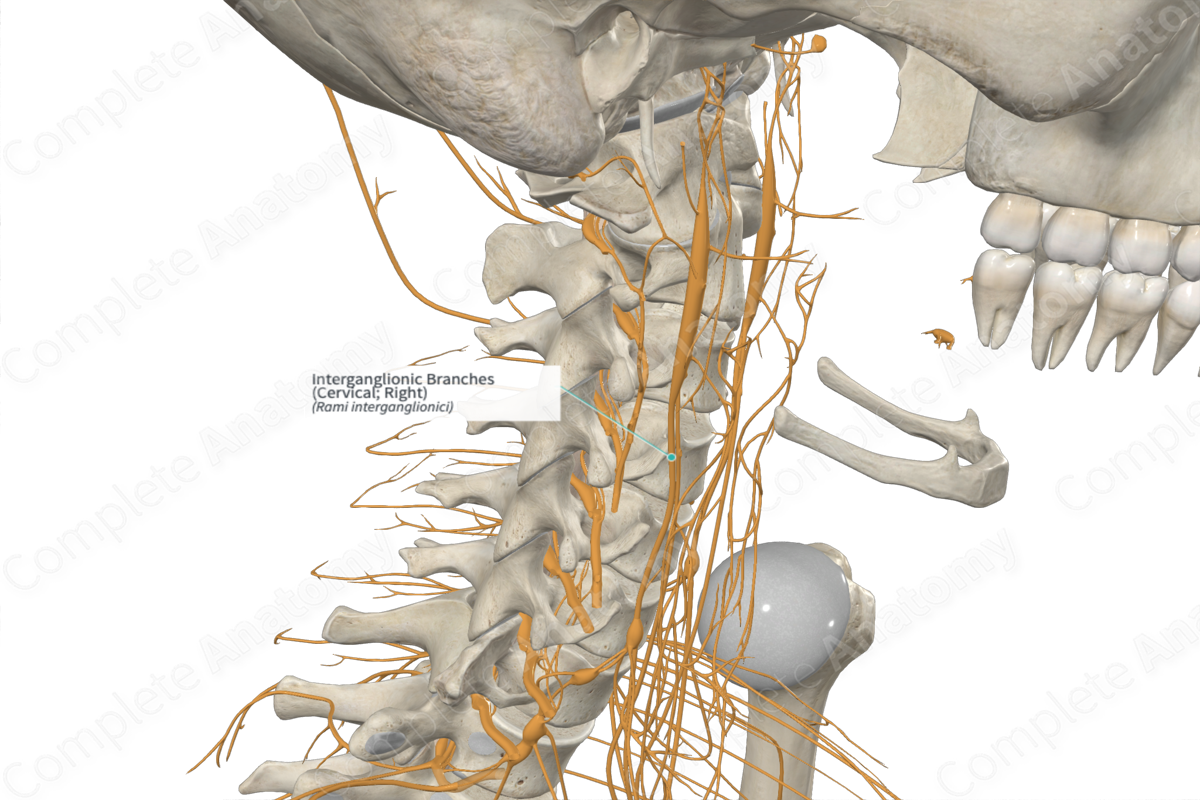 Interganglionic Branches (Cervical; Right)