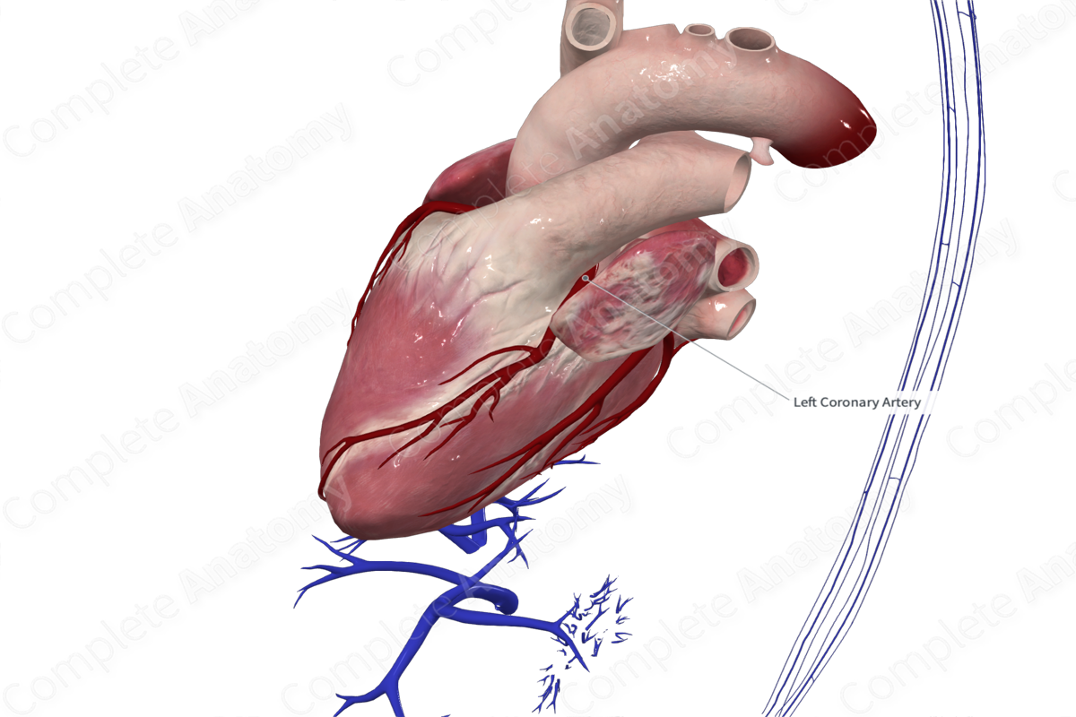 Left Coronary Artery