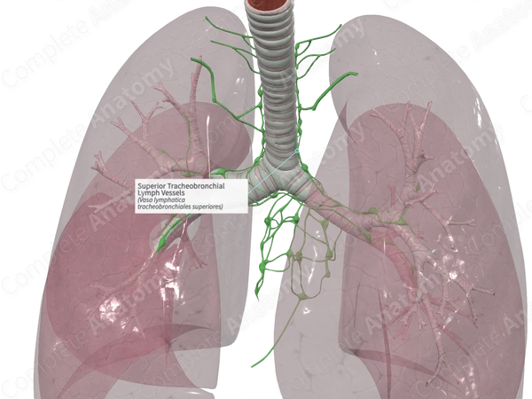 Superior Tracheobronchial Lymph Vessels