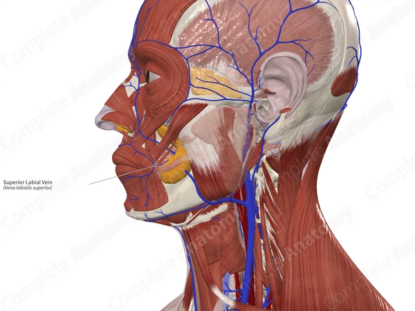 Superior Labial Vein