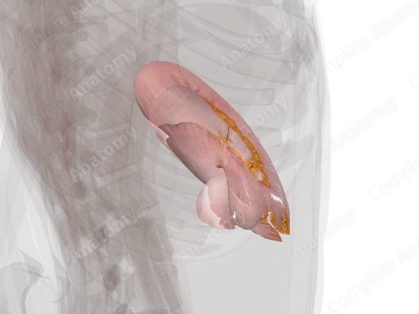 Visceral Peritoneum