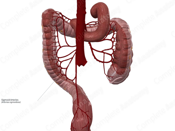 Sigmoid Arteries