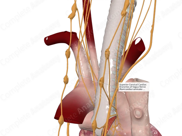 Superior Cervical Cardiac Branches of Vagus Nerve