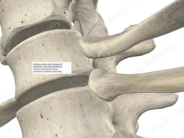 Inferior Articular Facets of Seventh Cervical Vertebra