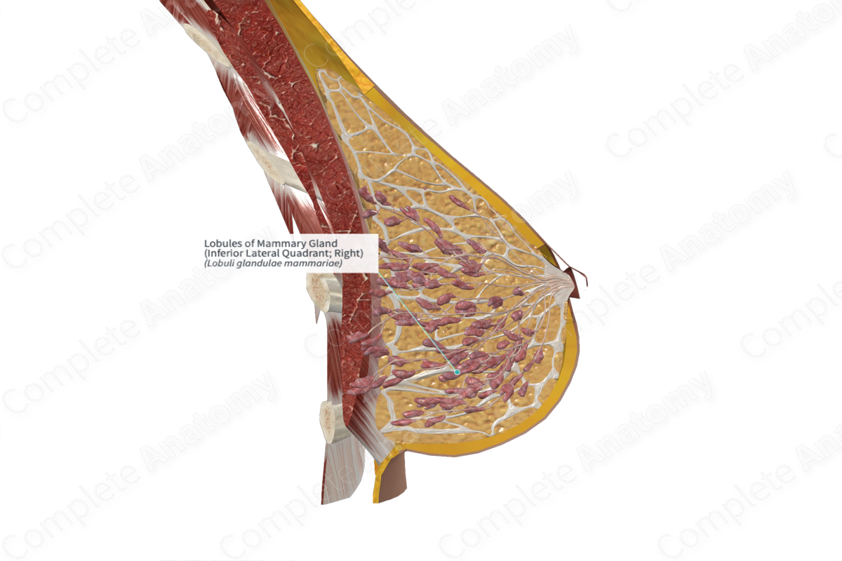 Lobules of Mammary Gland (Inferior Lateral Quadrant; Right)