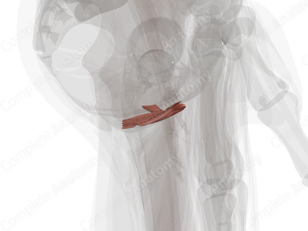 Muscles of Urogenital Triangle