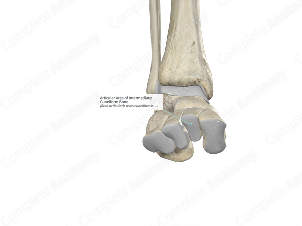 Articular Area of Intermediate Cuneiform Bone 