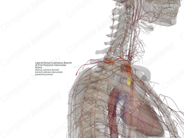 Lateral Dorsal Cutaneous Branch of First Posterior Intercostal Artery (Left)