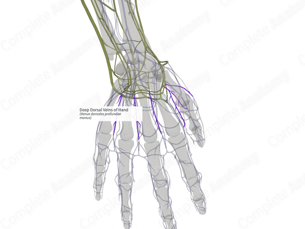 Deep Dorsal Veins of Hand (Left)