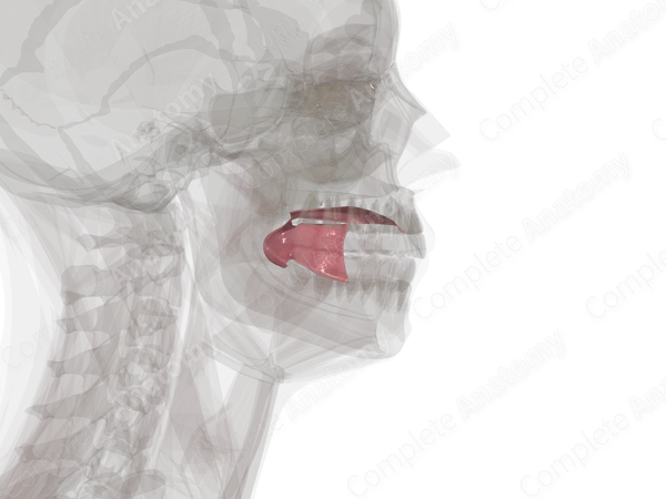 Mucosa of Mouth (Left)