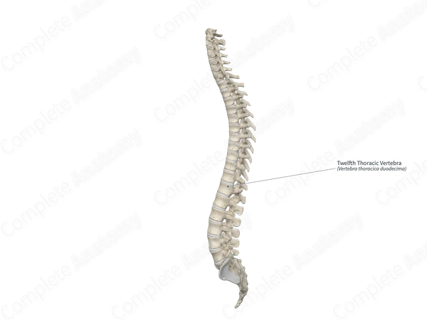 Twelfth Thoracic Vertebra