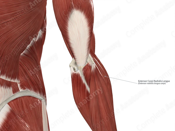 Extensor Carpi Radialis Longus