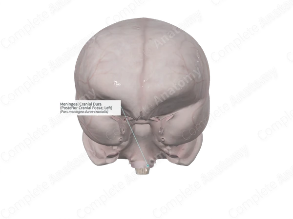 Meningeal Cranial Dura (Posterior Cranial Fossa; Left)