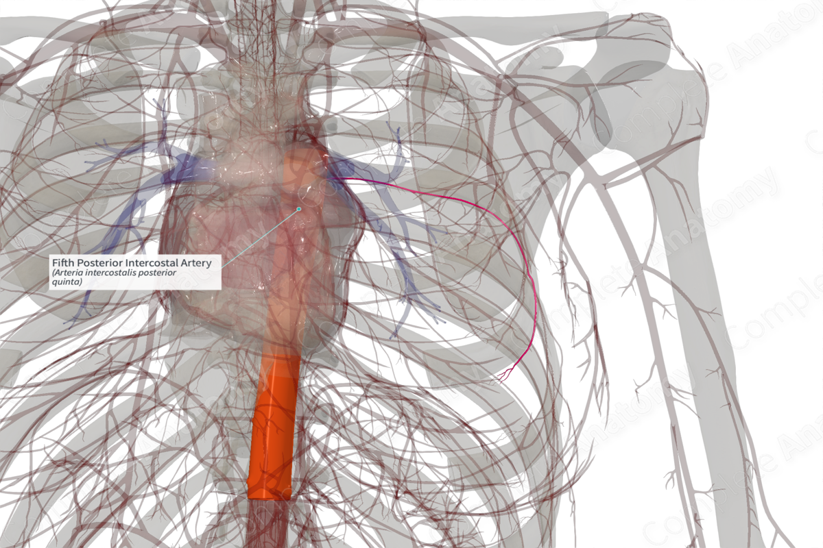Fifth Posterior Intercostal Artery (Right)