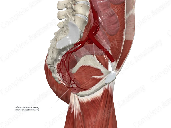 Inferior Anorectal Artery 