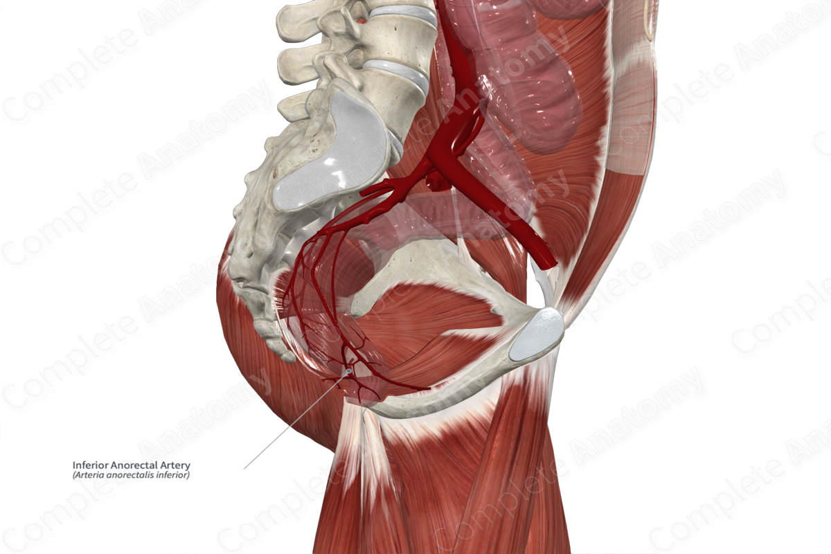 Inferior Anorectal Artery 