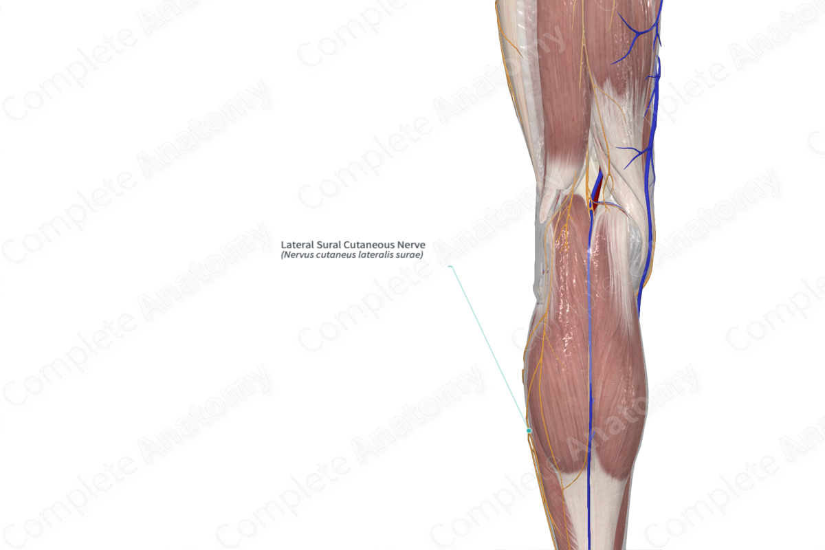 Lateral Sural Cutaneous Nerve 