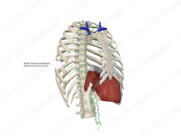 Ninth Thoracic Vertebra