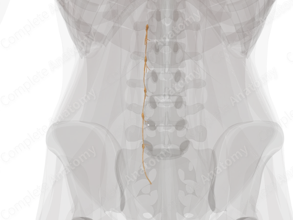 Sympathetic Trunk (Lumbar; Left)